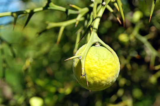 trilistni limonovec - plod