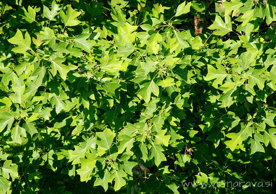 Liriodendron tulipifera - tulipanovec