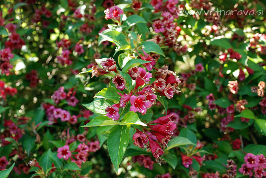 Weigela florida - vajgela v cvetju