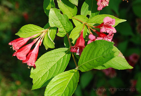 Weigela florida  - cvetovi in listi vajgele