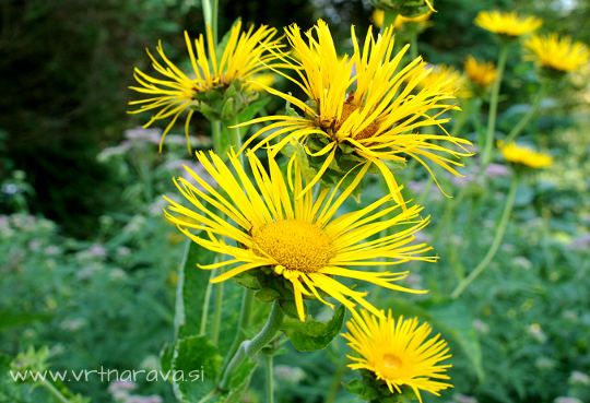 Veliki oman - Inula helenium - cvet