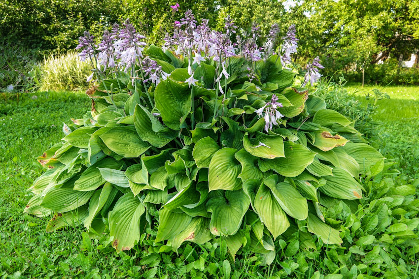 Cvetoča hosta