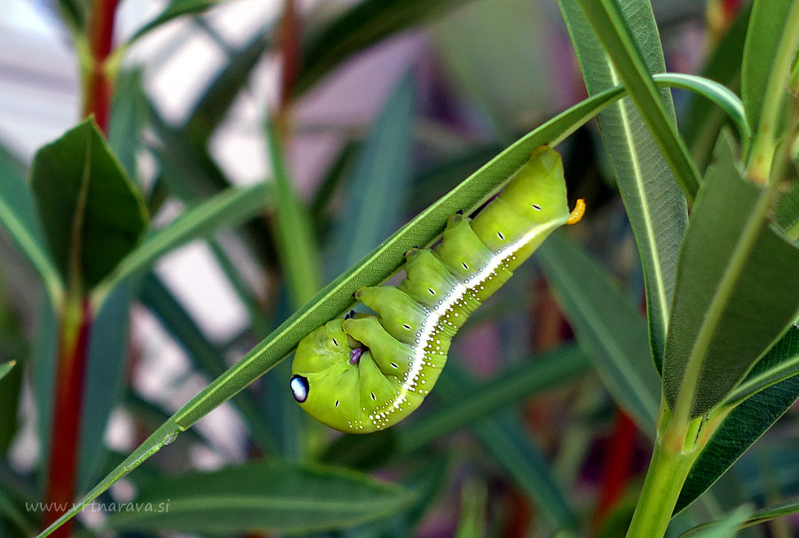 Oleandrovec - Daphnis nerii