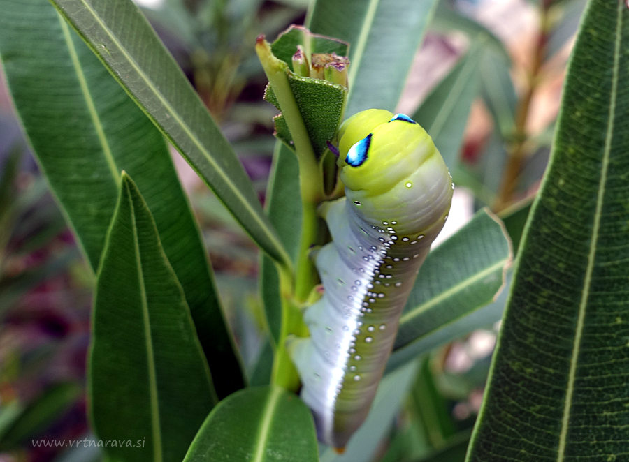 Oleandrovec - Daphnis nerii