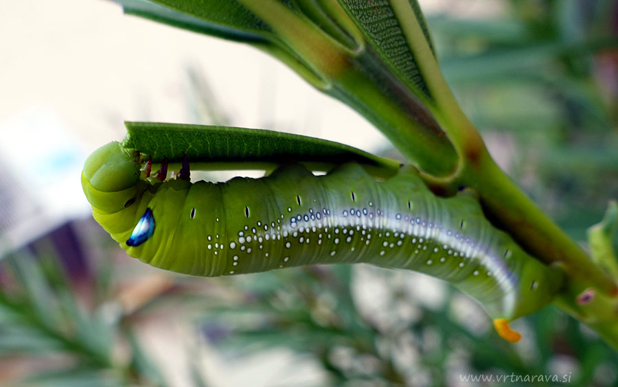 Oleandrovec - Daphnis nerii