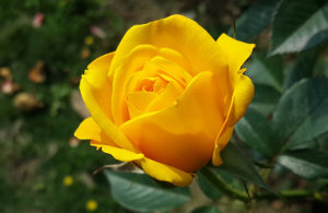 Rumena vrtnica