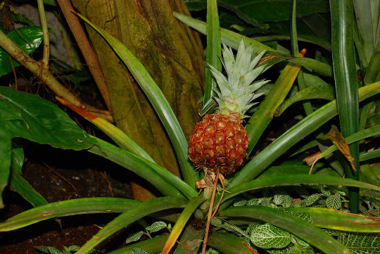 Ananas na rastlini